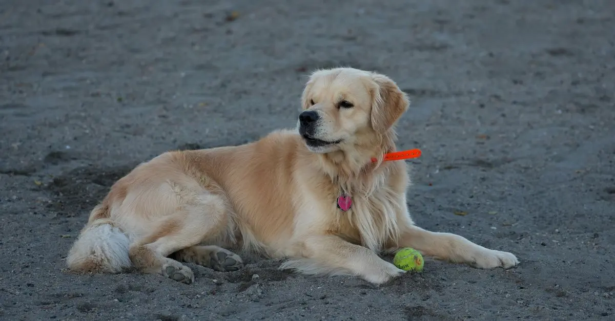 Pet-Friendly Activities for the Whole Family